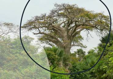 Baobab: A unique African tree with a fascinating history
